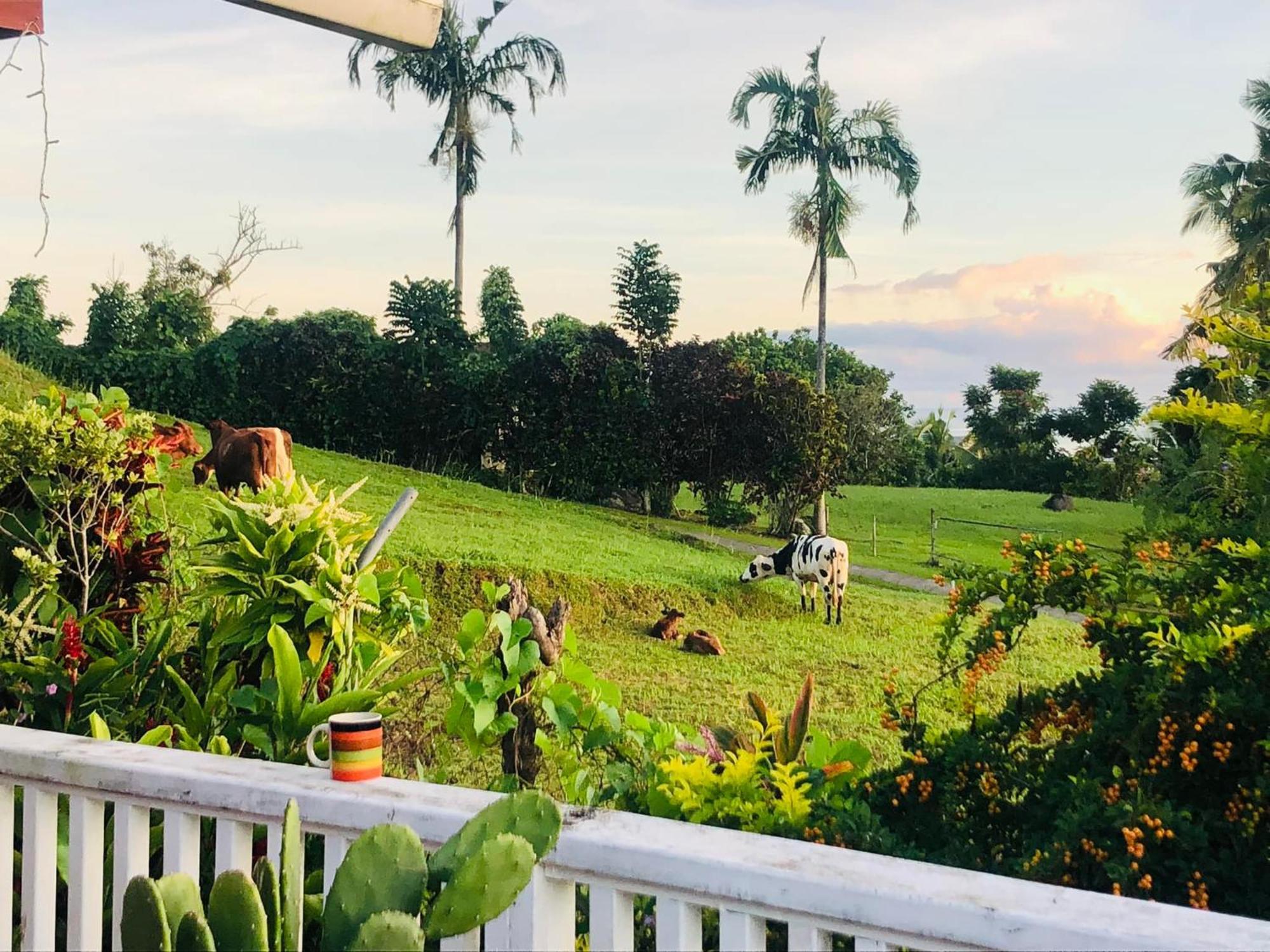 Bed and Breakfast Apaula Heights Lounge Apia Esterno foto